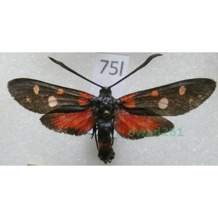 Zygaena ephialtes (Linnaeus, 1767) Czech75l